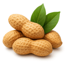 Ground nut