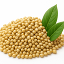 Pearl millet